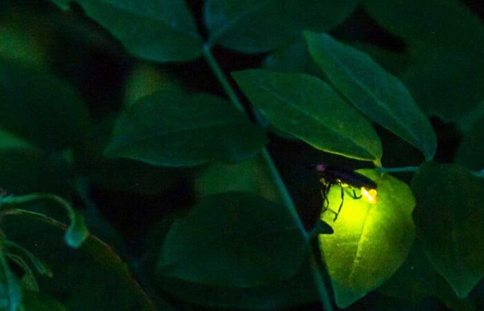 Prabalmachi Fireflies Camping
