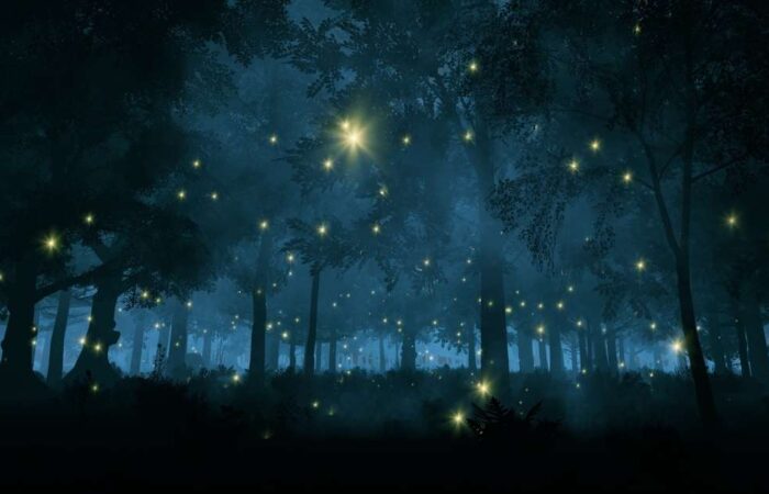 Fireflies